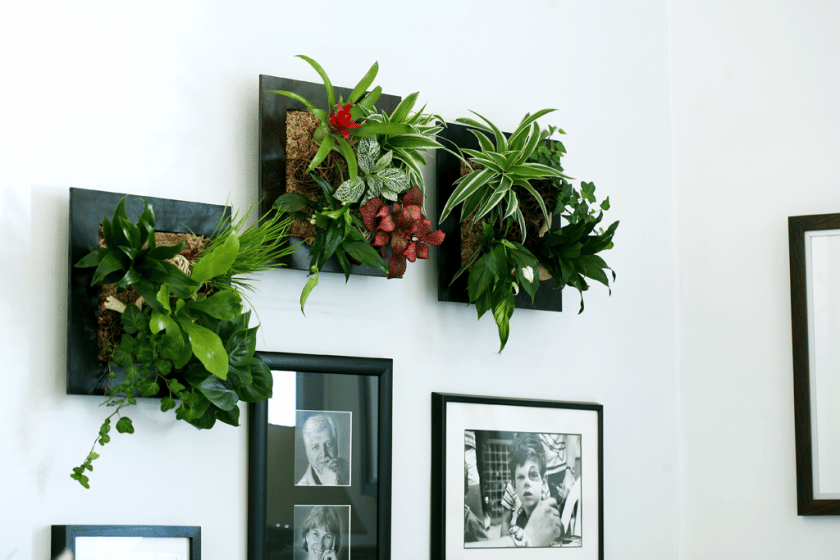 plantes stabilisées utilisées pour mur végétal