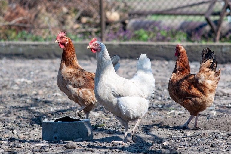 poules dans un poullailler